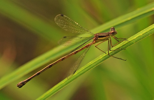 Female
2014_07_31_Rockdale